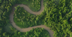 bioeconomia da amazônia